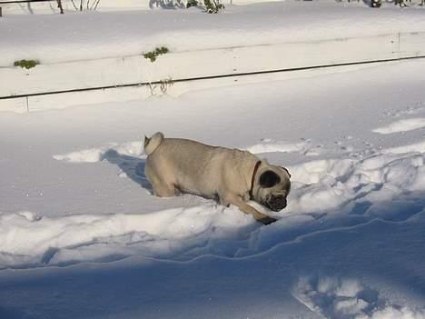 Mops Samson - ...mere sne billede 16