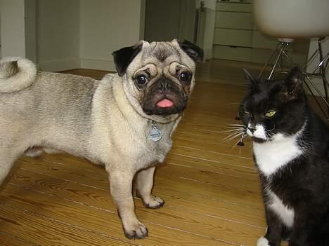 Mops Samson - Go´e venner billede 20