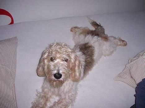 Petit basset griffon wendéen Viggo billede 8