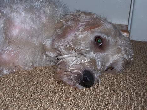 Petit basset griffon wendéen Viggo billede 9