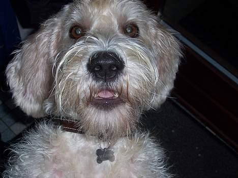 Petit basset griffon wendéen Viggo billede 10