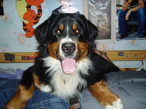 Berner sennenhund Layla billede 19