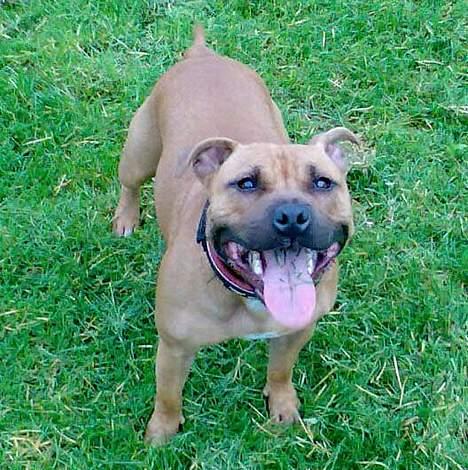 Staffordshire bull terrier Bella - 1½ år og en rigtig staff billede 20