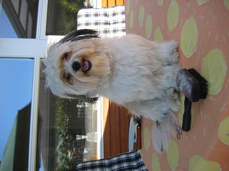 Shih tzu Trunte - Så, nu er det børsteri overstået billede 1
