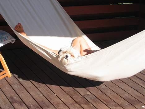 Shih tzu Trunte - En tur i hængekøjen med Stine er lækkert billede 2