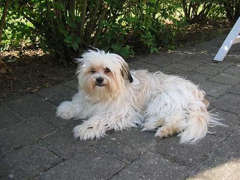 Shih tzu Trunte - Trunte Sommeren 2006 søger skygge billede 3
