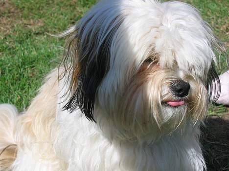 Shih tzu Trunte - Kan jeg ikke snart blive klippet????? billede 4