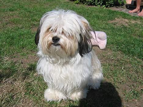 Shih tzu Trunte - Så klip dog det pandehår billede 5