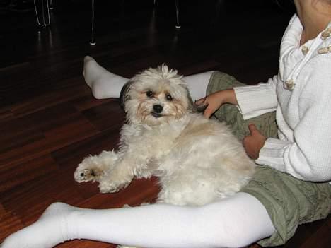 Shih tzu Trunte - Trunte og Stine (Her er jeg blevet klippet :O)) billede 6