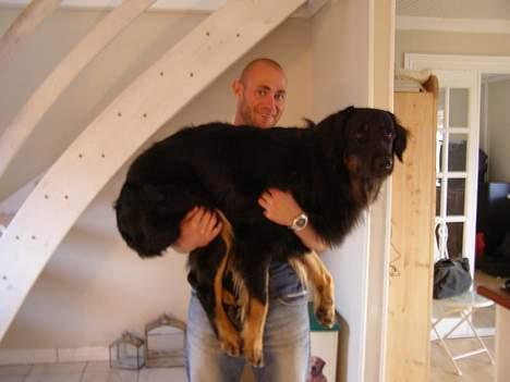 Hovawart Ludvig billede 11