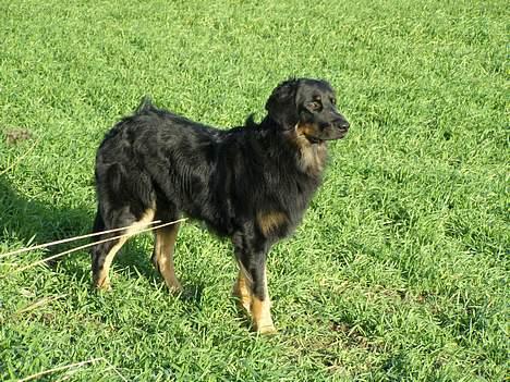 Hovawart Ludvig billede 12