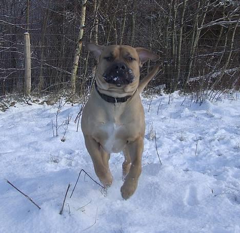 Boerboel ~ Victor ~ R.I.P - Kåd sne-prins (d 23 jan 07) billede 17