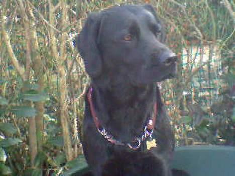 Labrador retriever Kiki billede 12