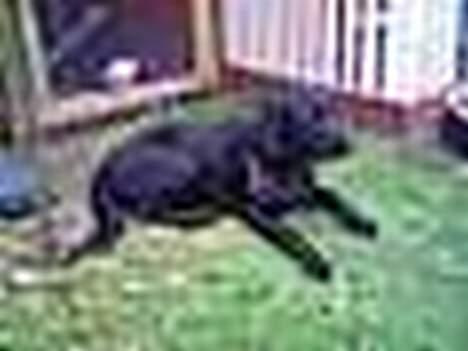Labrador retriever Kiki billede 13