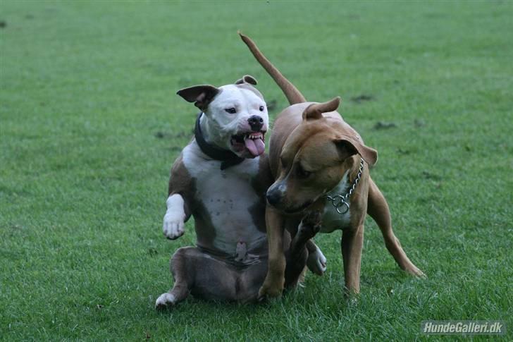 Amerikansk staffordshire terrier ICEMAN R.I.P.  - Så er det onsdag skat :0) billede 15