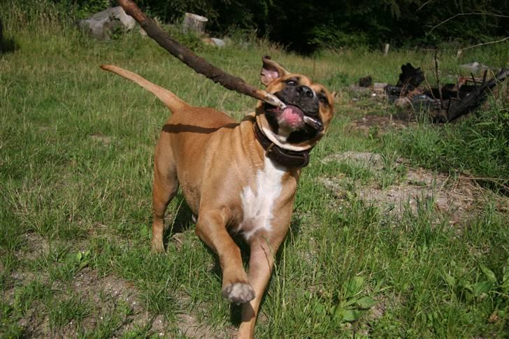 Blanding af racer Lola billede 11