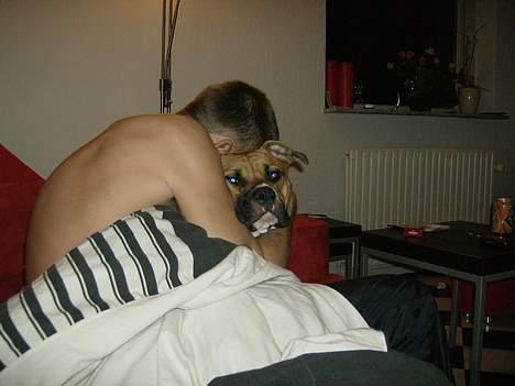 Blanding af racer Lola - Et kæmpe kram billede 12