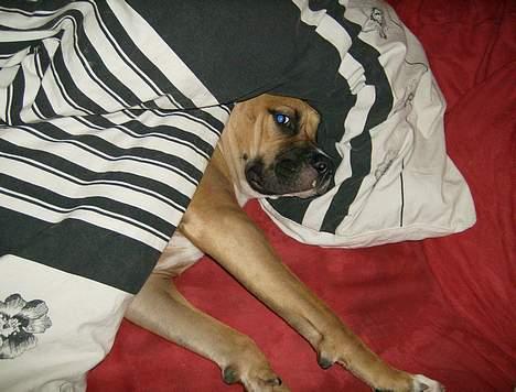 Blanding af racer Lola - Jeg elsker at putte på sofaen under dynen billede 13