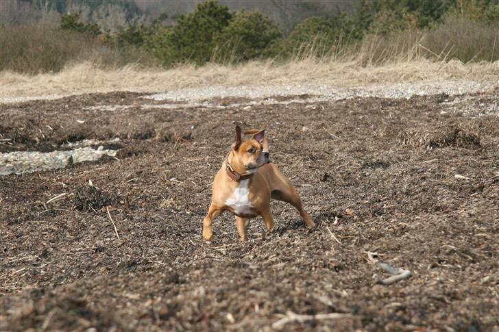 Blanding af racer Lola - Hov så du lige jeg hoppede op i sengen.. billede 14