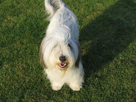 Bearded collie Kenzo billede 7