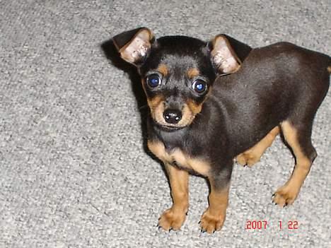 Prazsky krysarik Chili billede 6