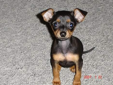 Prazsky krysarik Chili billede 7