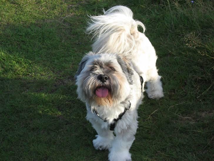 Lhasa apso Frido billede 9