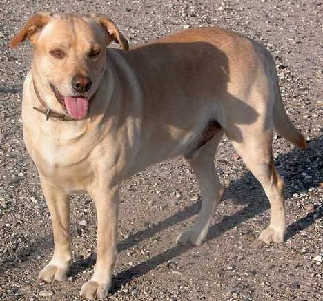 Blanding af racer Vaks billede 1