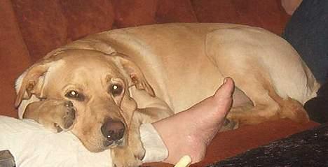 Blanding af racer Vaks billede 2