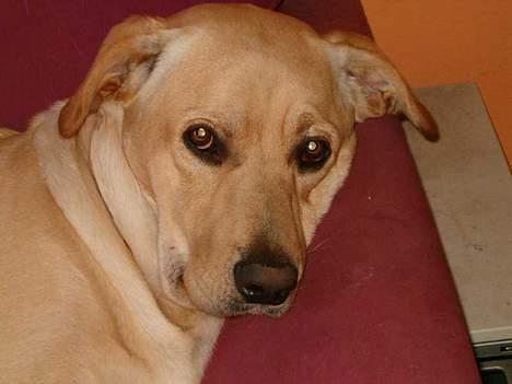 Blanding af racer Vaks billede 3