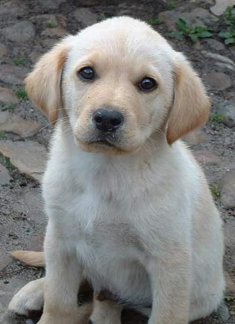 Blanding af racer Vaks billede 4