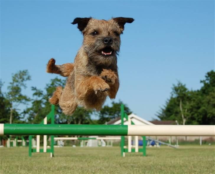 Border terrier Echo - Echo 18 måneder billede 1