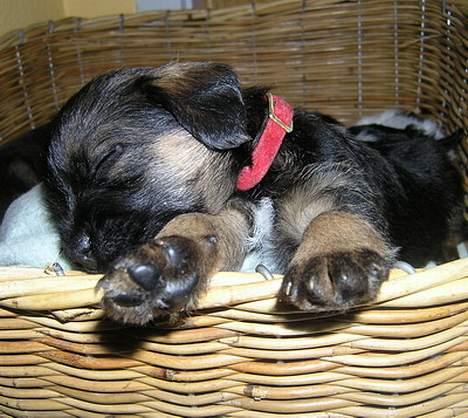 Border terrier Echo - En total udmattet hvalp billede 2