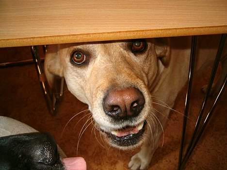 Blanding af racer Vaks billede 5