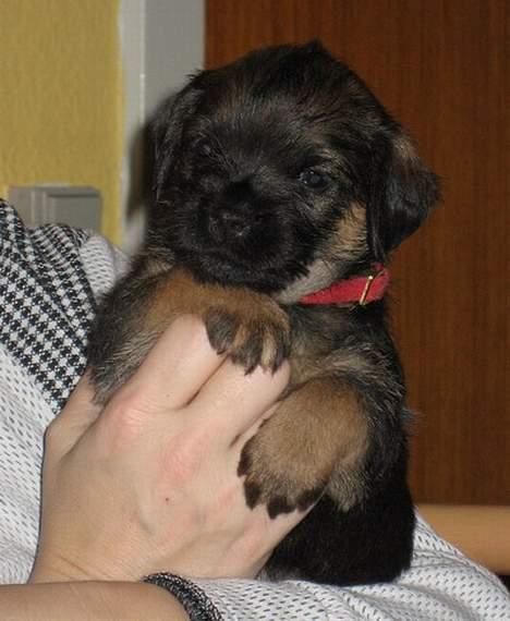 Border terrier Echo - 5 uger billede 3