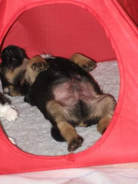 Border terrier Echo - Echo kolapset i teltet billede 4