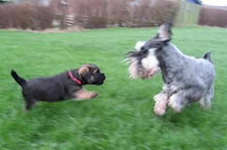 Border terrier Echo - Cookie får tur (6 uger) billede 5