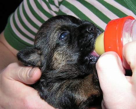 Border terrier Echo - Zizzi´s ammemælk suppleres med sutteflaske billede 6