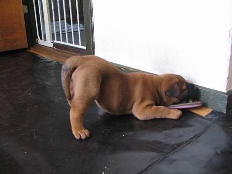 Bullmastiff Nero - Allerede som lille havde Nero et godt sovehjerte..  billede 3