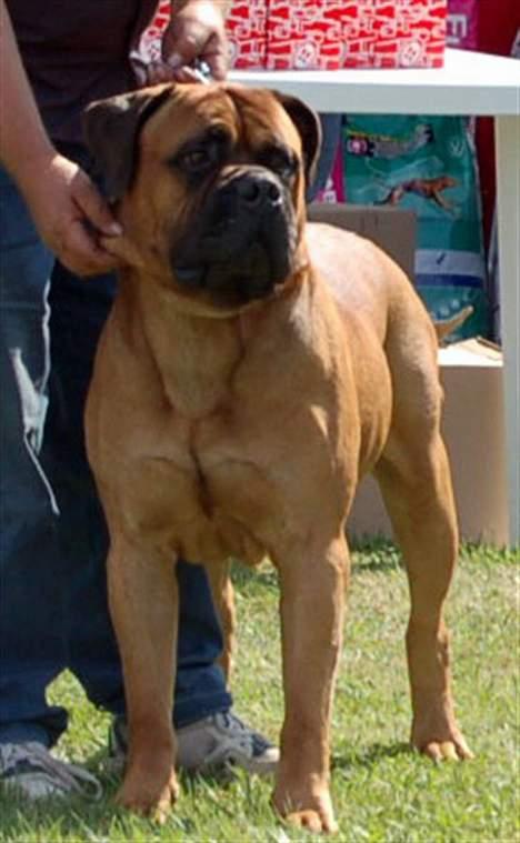 Bullmastiff Nero - Dette er min far, Spencer (Carlo) Ligner mig.. Lækker ikk? billede 4