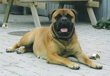 Bullmastiff Nero - Min mor, Dina, som også er her på HG.. Mums billede 5