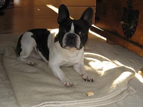 Fransk bulldog Carlo billede 20