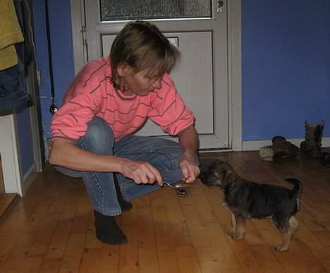 Border terrier Echo - Fra hvalpetesten.  billede 7