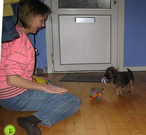 Border terrier Echo - Fra hvalpetesten - se den stolte hund bringer legetøjet så fint tilbage til Bodil... billede 8