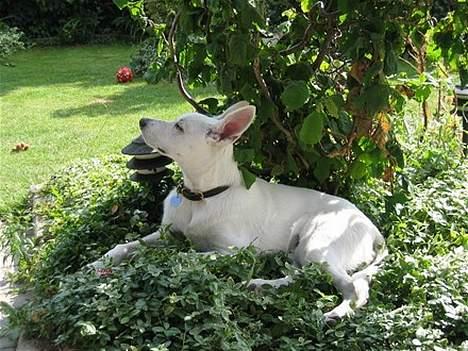 Hvid schæfer Albert - Lidt arrogant må man gerne se ud :-) billede 1