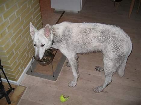 Hvid schæfer Albert - Lidt beskidt må en hvid hund gerne blive :-) billede 2