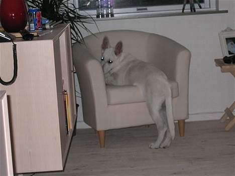 Hvid schæfer Albert - Må man virkelig ikke komme op i stolen? billede 3