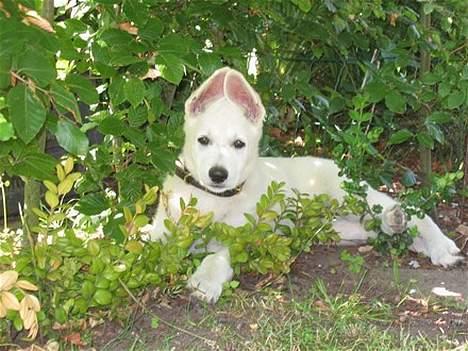 Hvid schæfer Albert - Alberts første dag hjemme hos os. billede 4