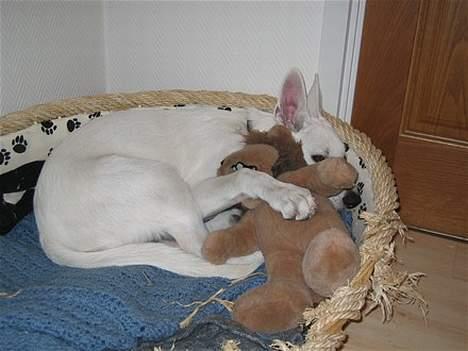 Hvid schæfer Albert - Hygge med FCK-løven Leo. billede 5