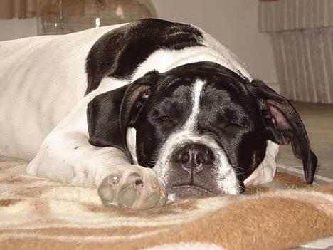 Blanding af racer Molly billede 1